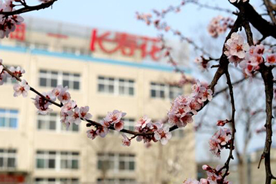 【植樹節】玉米產業:春回大地暖 正是植綠時